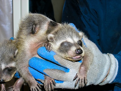 hands holding three baby racoons